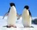 cute penguins!.jpg
